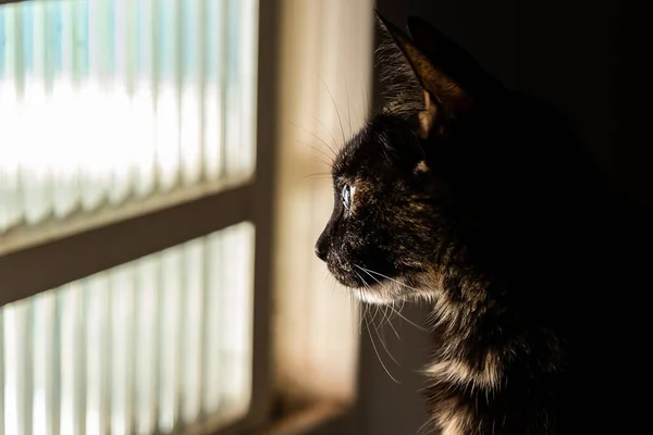 Eine Liebenswerte Katze Die Vor Einem Fenster Sitzt Und Nach — Stockfoto