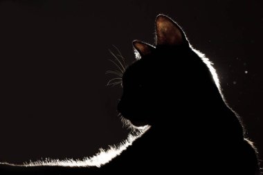 Arka planda fotoğraflanmış tüylü bir kedi profili. Bir kedinin silüeti..