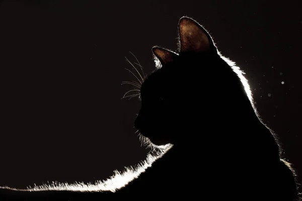 Profilen Lurvig Katt Fotograferad Bakljus Silhuett Porträtt Katt — Stockfoto