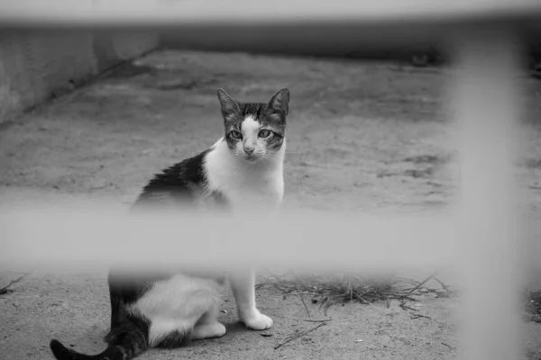 Gato Sentado Calçada Visto Através Das Grades Caixote Lixo Imagem — Fotografia de Stock