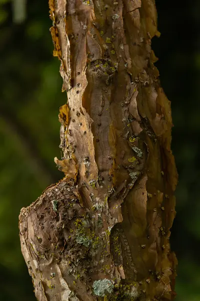 乾燥樹皮と苔のログの質感の詳細 — ストック写真