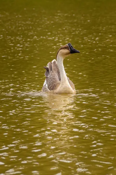 Anser Cygnoides Ganso Nadando Agua Lago — Foto de Stock