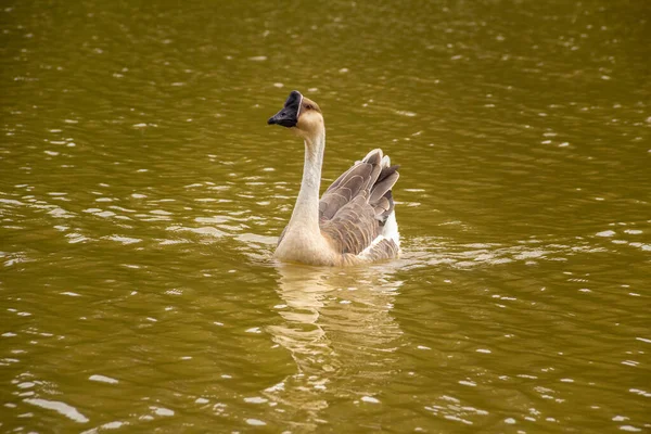 Anser Cygnoides Ganso Nadando Água Lago — Fotografia de Stock