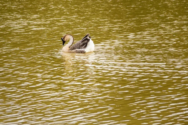 Anser Cygnoides Goose Swimming Water Lake — Stock Photo, Image