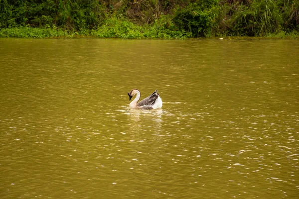 Anser Cygnoides Ganso Nadando Agua Lago —  Fotos de Stock