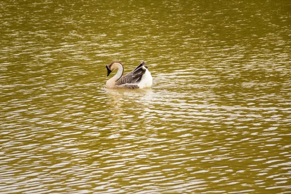 Anser Cygnoides Ganso Nadando Agua Lago —  Fotos de Stock