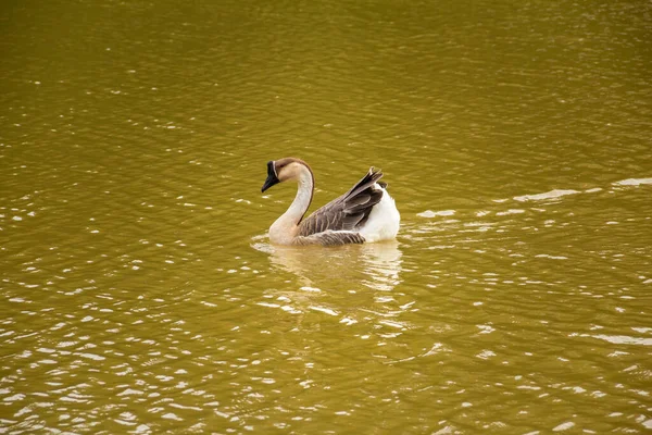 Anser Cygnoides Ganso Nadando Água Lago — Fotografia de Stock