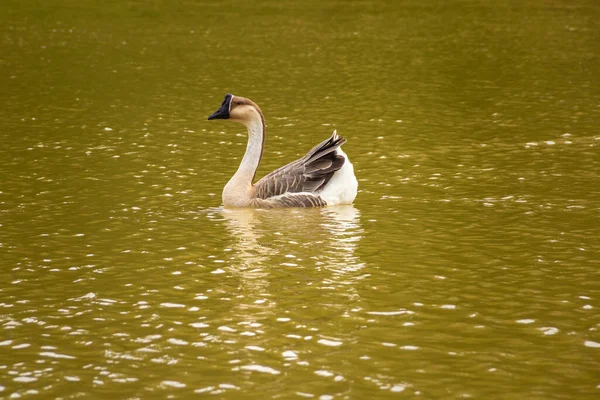 노이드 호수의 물에서 헤엄치는 — 스톡 사진