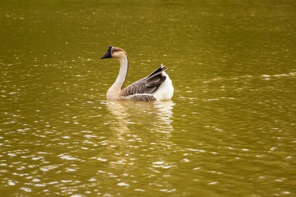 Anser Cygnoides Ganso Nadando Agua Lago —  Fotos de Stock