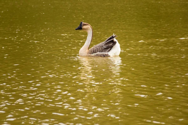 Anser Cygnoides Ganso Nadando Água Lago — Fotografia de Stock