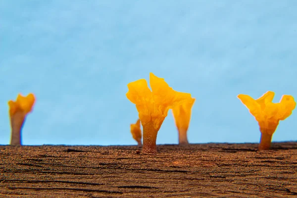 Egy Sárga Gombafajta Egy Öreg Nyirkos Fadarabon — Stock Fotó