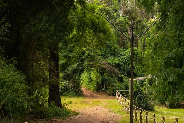 Вид Зеленый Лесистый Ботанический Сад Гоянии Гоясе — стоковое фото