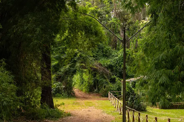 Goias Taki Goiania Şehrindeki Çok Yeşil Ormanlık Botanik Bahçesi Manzarası — Stok fotoğraf