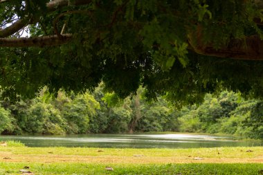Goias 'taki Goiania şehrindeki çok yeşil ve ormanlık Botanik Bahçesi manzarası..