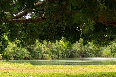 Goias 'taki Goiania şehrindeki çok yeşil ve ormanlık Botanik Bahçesi manzarası..