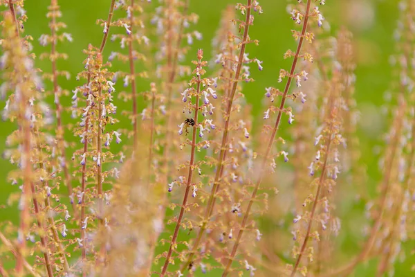 背景に緑の草が付いている繊細な開花枝と蜂 — ストック写真