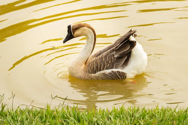 African Goose Swimming Edge Lake Anser Cygnoides — Stock Photo, Image