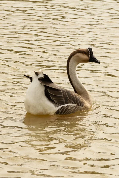 Anser Cygnoides Goose Swimming Water Lake — Stock Photo, Image