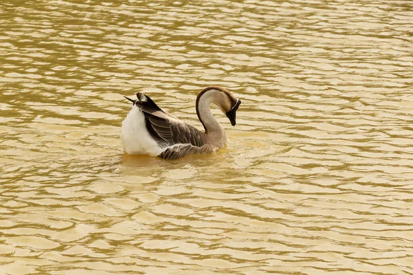 Anser Cygnoides Ganso Nadando Agua Lago —  Fotos de Stock