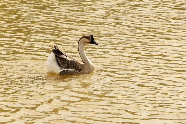 Anser Cygnoides Ganso Nadando Água Lago — Fotografia de Stock