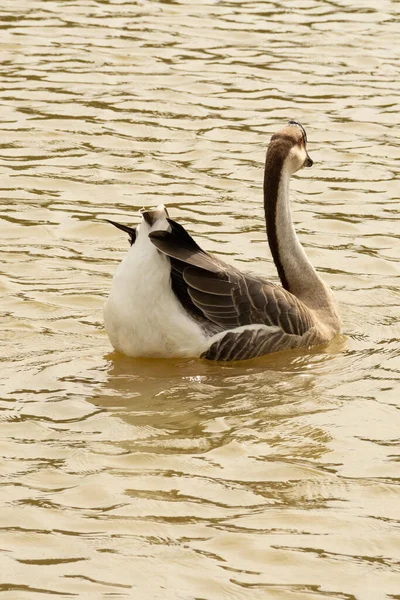 Anser Cygnoides Ganso Nadando Agua Lago —  Fotos de Stock