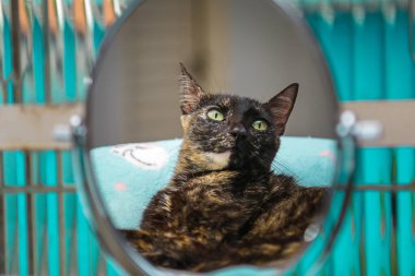 Cam bir pencerenin önündeki oval aynaya yansıyan bir kaplumbağa kabuğu kedisi..