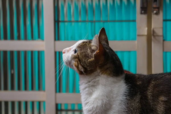 Ένα Χαριτωμένο Tabby Γάτα Προσεκτικοί Μπροστά Από Ένα Γυάλινο Παράθυρο — Φωτογραφία Αρχείου