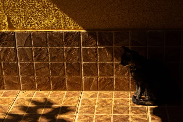 Gatto Carey Seduto All Ombra Sul Marciapiede — Foto Stock