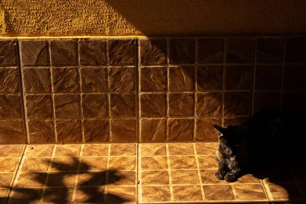Troskliwy Kot Siedzący Cieniu Chodniku — Zdjęcie stockowe