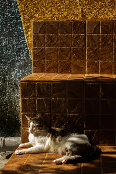 Gato Mesa Deitado Sol Calçada — Fotografia de Stock