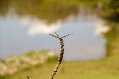 Yusufçuk arka planda bulanık göl olan bir çubuğa tünemiş..