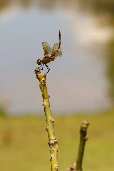 Libelle Een Stok Met Wazig Meer Achtergrond — Stockfoto