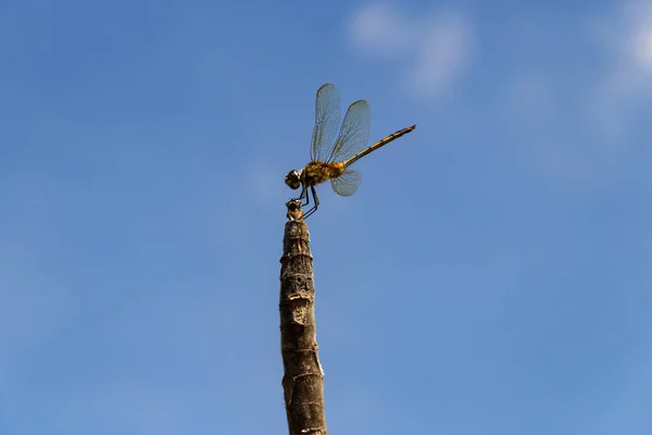 Uma Libélula Empoleirada Poleiro Com Céu Azul Fundo — Fotografia de Stock