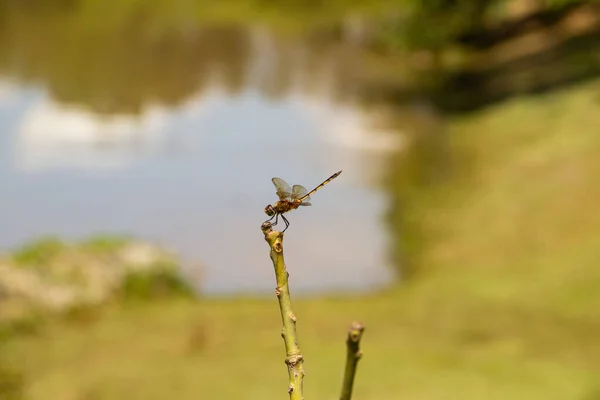 Libelle Thront Auf Einem Stock Mit Verschwommenem See Hintergrund — Stockfoto