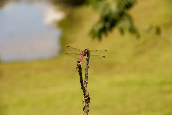 Dragonfly Perched Stick Blurred Lake Background — Stock Photo, Image
