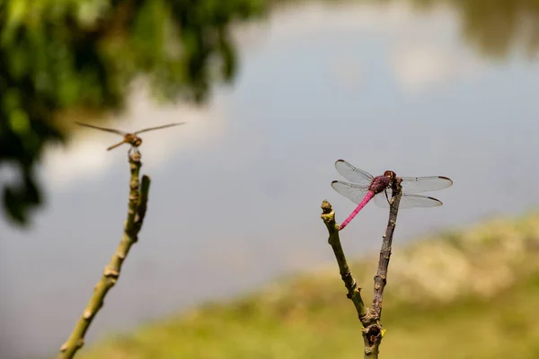 Две Стрекозы Сидят Окуни Размытым Озером Заднем Плане — стоковое фото