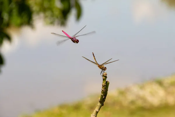 One Dragonfly Perched Another Flying Blurred Background — Stock Photo, Image