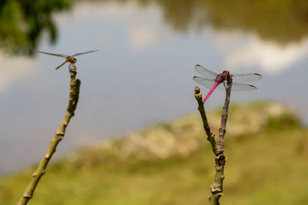 Duas Libélulas Empoleiradas Poleiro Com Lago Borrado Fundo — Fotografia de Stock