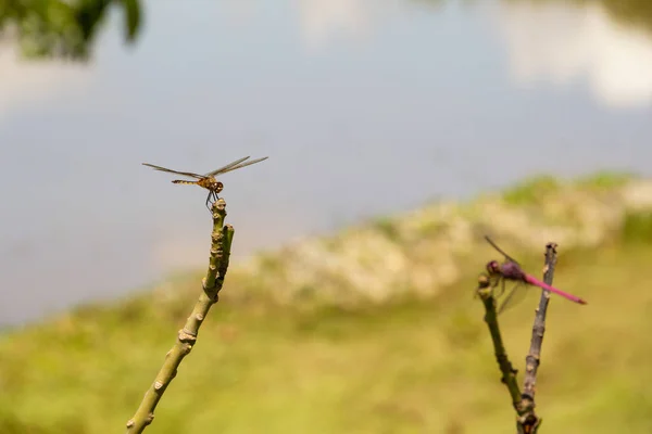 Two Dragonflies Perched Perch Blurred Lake Background — Stock Photo, Image