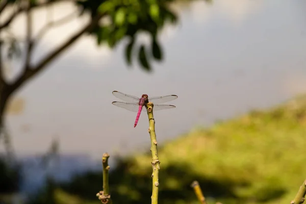 Dragonfly Σκαρφαλωμένο Ένα Ραβδί Θολή Λίμνη Στο Παρασκήνιο — Φωτογραφία Αρχείου