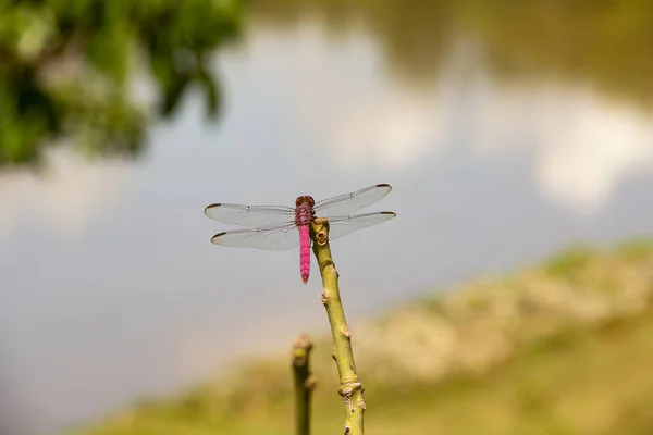 Dragonfly Perched Stick Blurred Lake Background — Stock Photo, Image