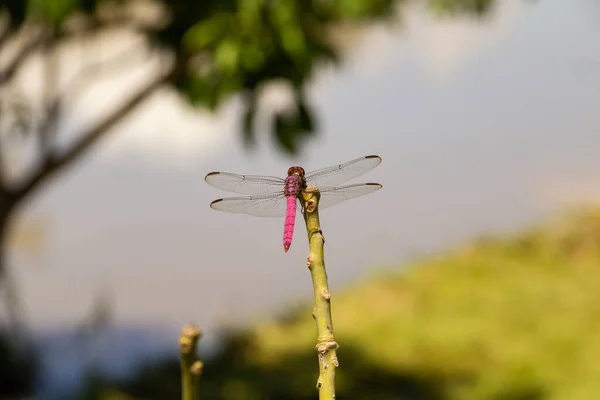 Dragonfly Σκαρφαλωμένο Ένα Ραβδί Θολή Λίμνη Στο Παρασκήνιο — Φωτογραφία Αρχείου