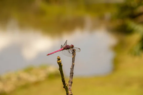 Libelle Thront Auf Einem Stock Mit Verschwommenem See Hintergrund — Stockfoto