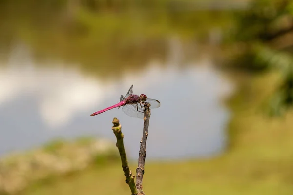 Libélula Posada Palo Con Lago Borroso Fondo — Foto de Stock