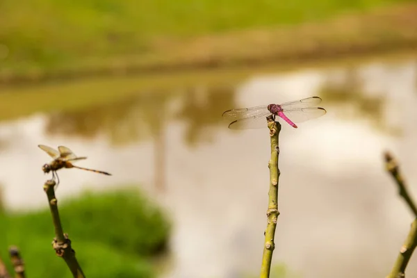 Two Dragonflies Perched Perch Blurred Lake Background — Stock Photo, Image