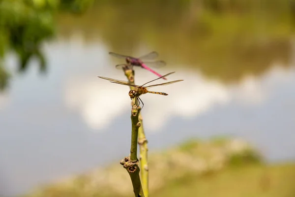 Zwei Libellen Hocken Auf Einer Sitzstange Mit Verschwommenem See Hintergrund — Stockfoto