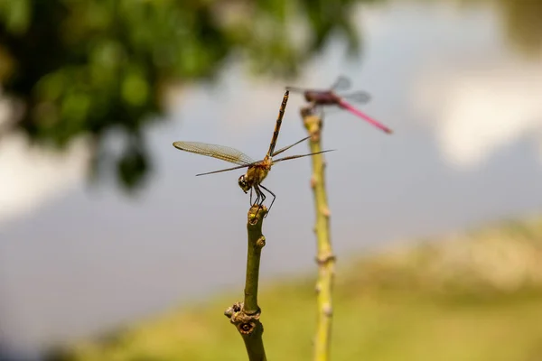 Duas Libélulas Empoleiradas Poleiro Com Lago Borrado Fundo — Fotografia de Stock