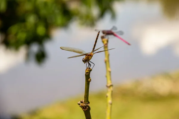 Two Dragonflies Perched Perch Blurred Lake Background — Stock Photo, Image