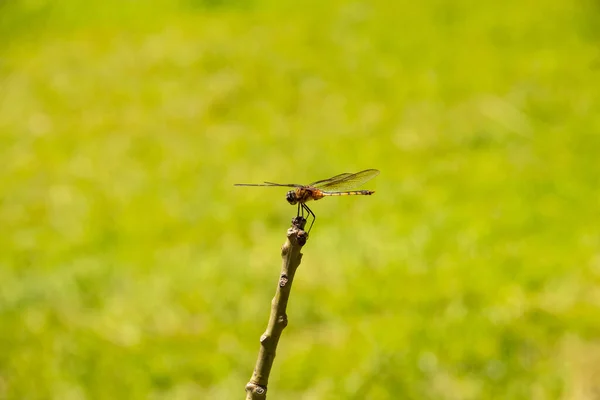Eine Libelle Thront Auf Einer Sitzstange Mit Grünem Gras Hintergrund — Stockfoto