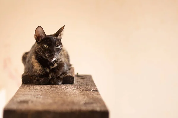 Gato Carey Acostado Una Superficie Madera Con Fondo Color Suave —  Fotos de Stock